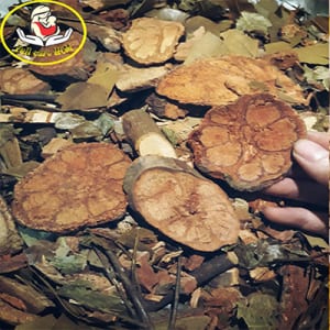 Lá tắm người dao đỏ